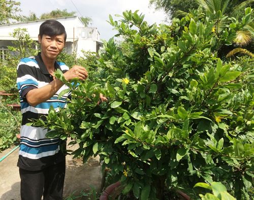 Triệu phú mai vàng