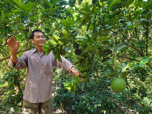 Kinh nghiệm trồng cam xoàn hiệu quả cao